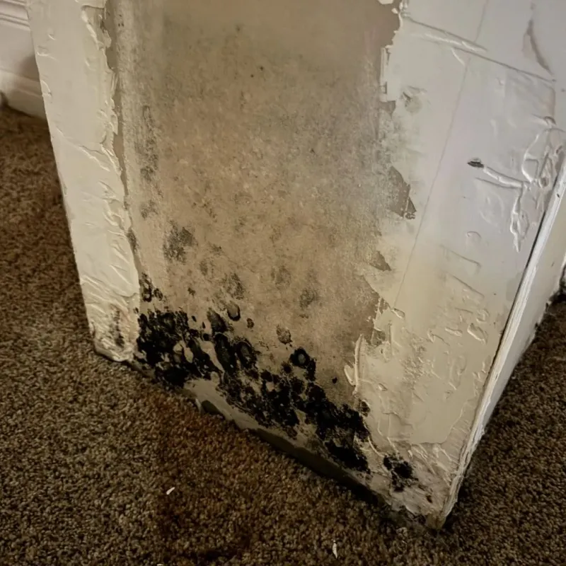 Professional Mold Removal in Eunice, LA